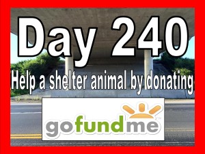 Jar of Hearts | Day 240