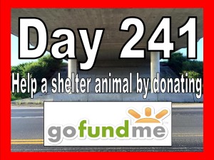 Birth Ritual | Day 241