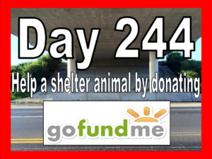 Old Time Rock and Roll | Day 244