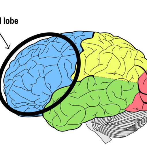 A diagram of a brain's frontal lobe.